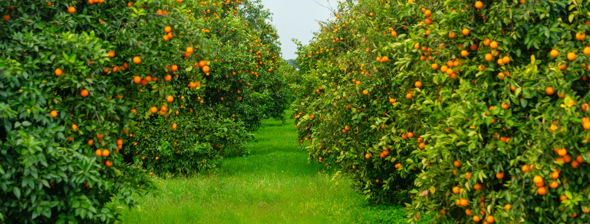 orange trees in the garden