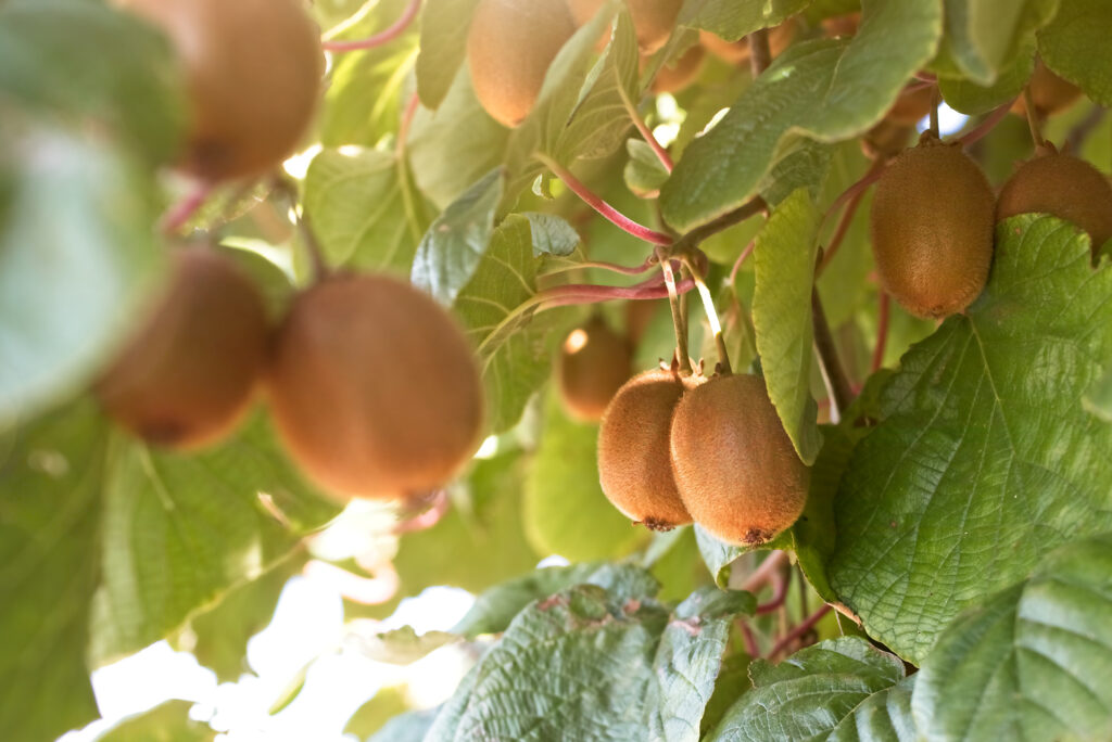 Natural kiwi kormos agrinio