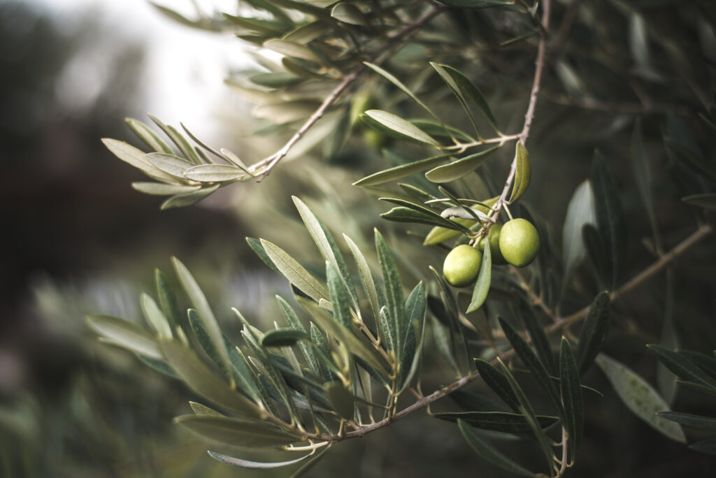 Green olive kormos agrinio
